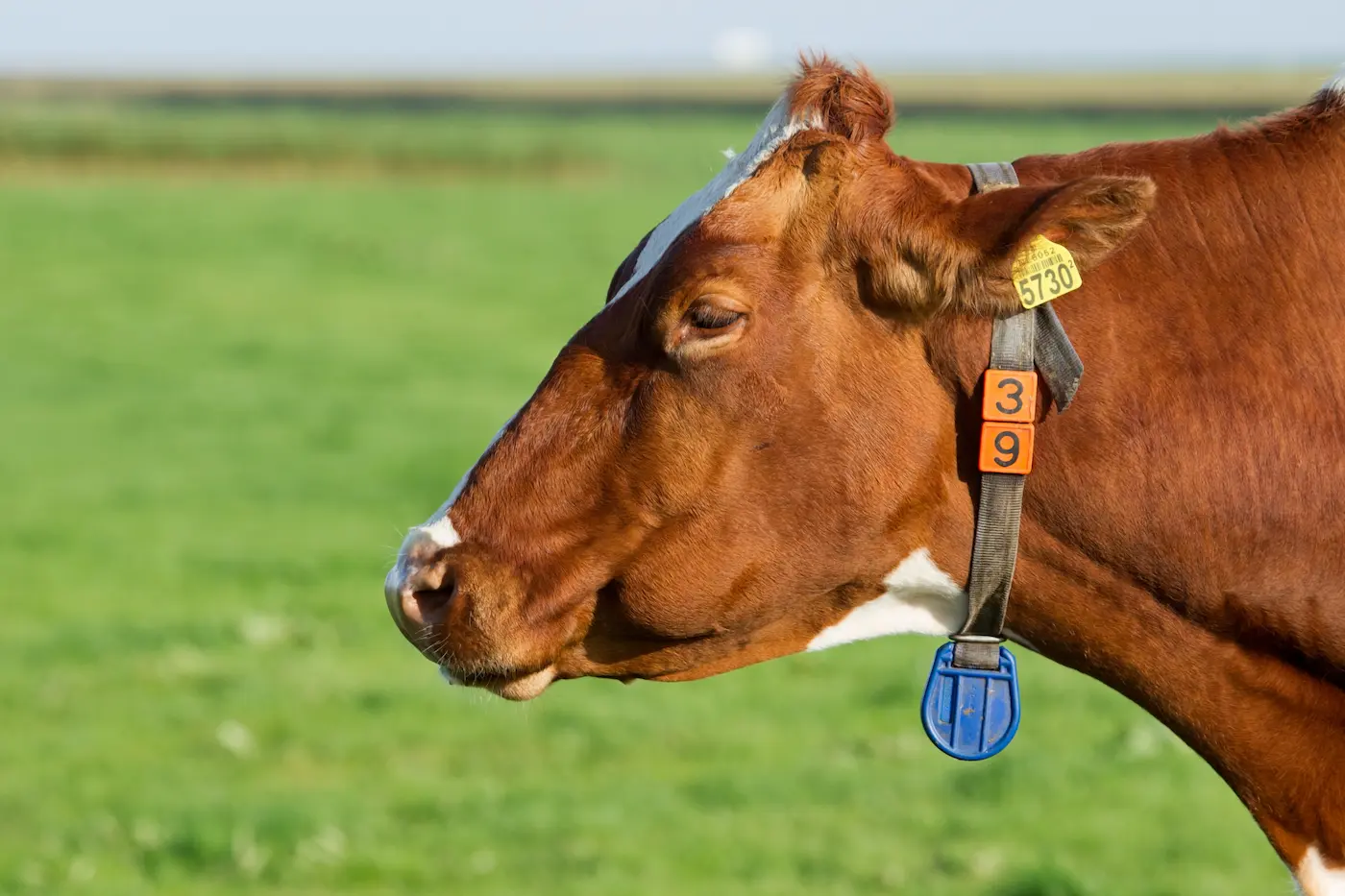 Dairy cow wearing a sensor collar in pasture
