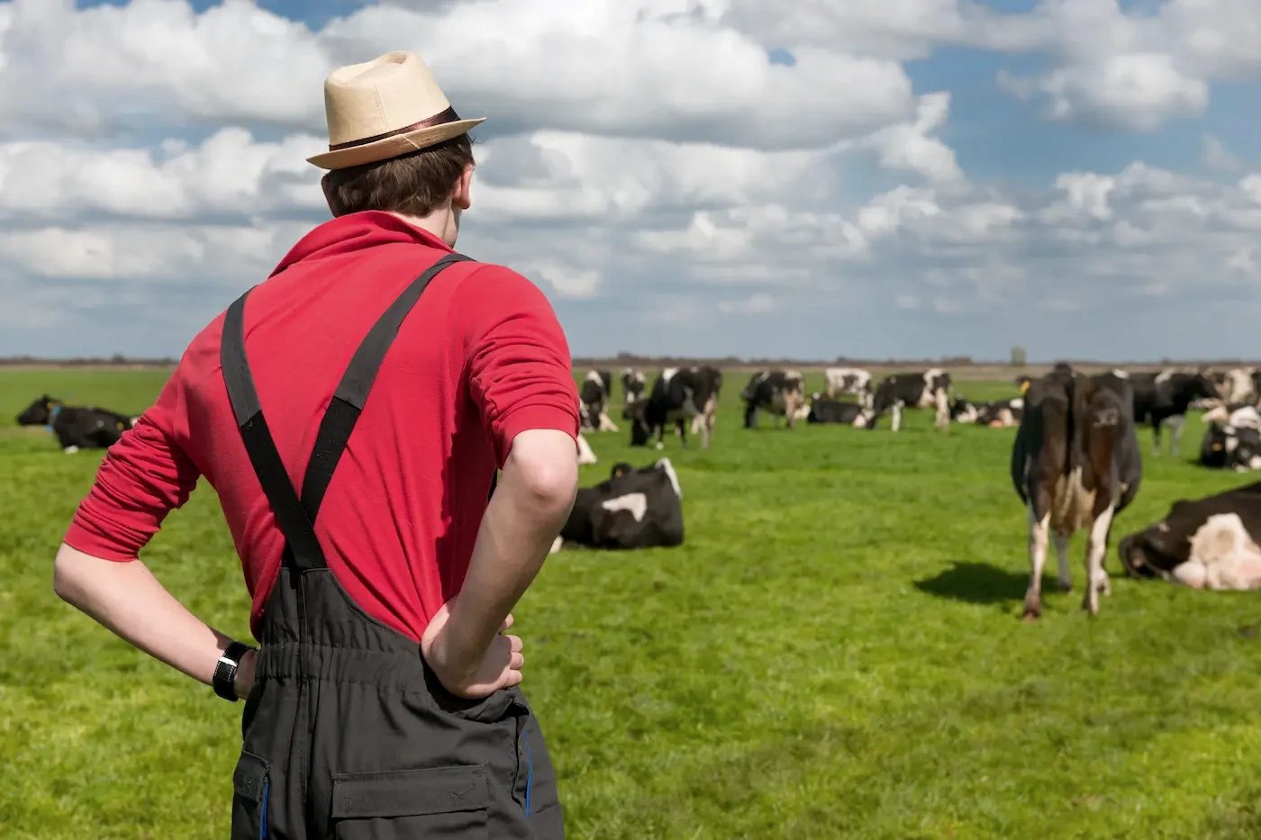 Dairy farmer looking out over his grazing herd