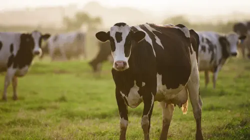 Dairy cow in a sunny pasture